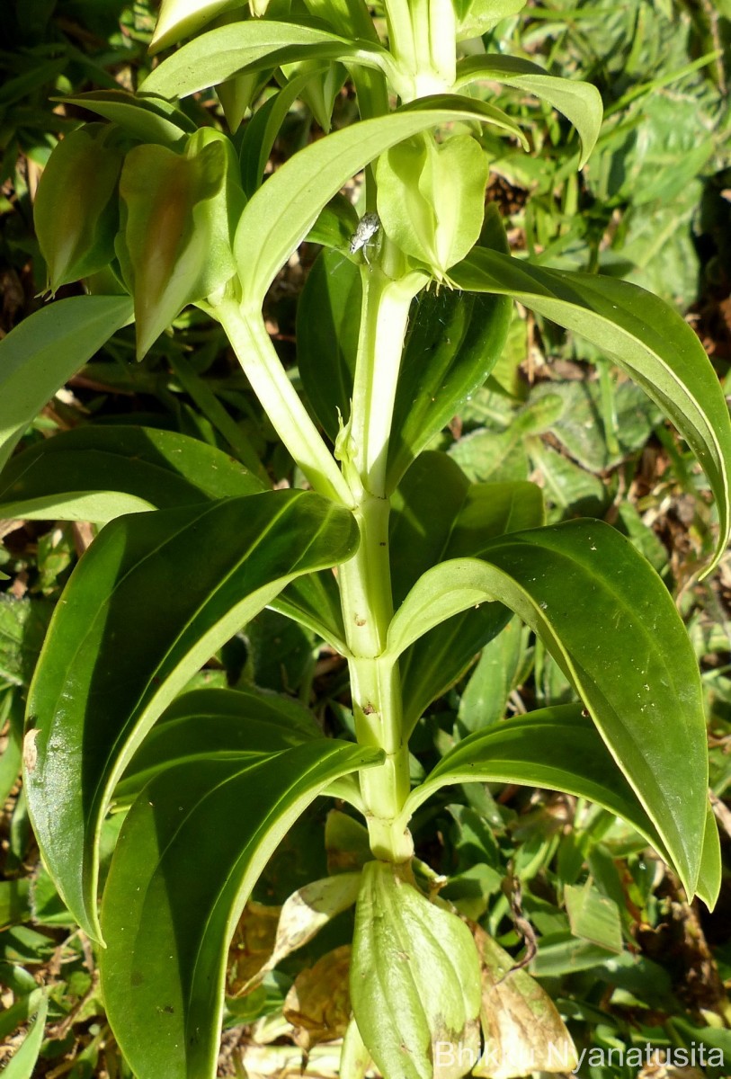 Exacum trinervium (L.) Druce